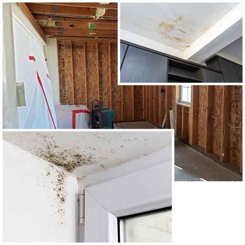 mold remediation costa mesa ca