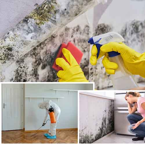 mold remediation san juan capistrano ca