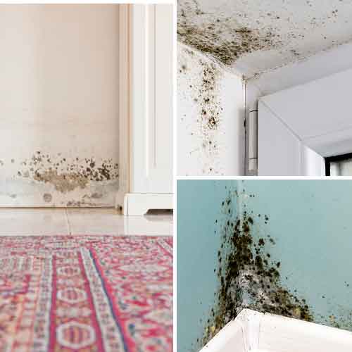 mold remediation san juan capistrano ca